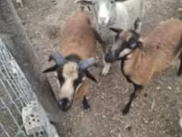 Juh, Merino sheep — 1. fotó