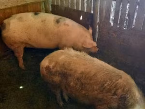 Säue, Schweine