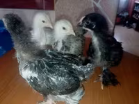 Brahma — foto 2