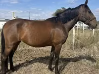 Jument, Nonius horse — photo 3