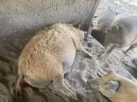 Pigs (batch, sex not specified), Мангалица — photo 2
