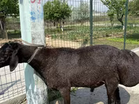Bélier, Blackheaded Persian sheep — photo 2