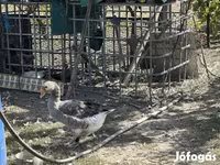 Geese — foto 4