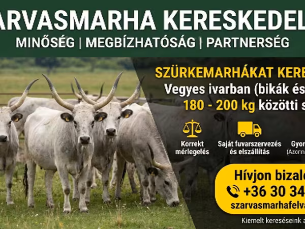 أبقار (دفعة، الجنس غير محدد), Ukrainian grey cattle