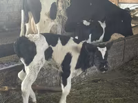 Bulle, Russian Black pied cattle — Foto 3