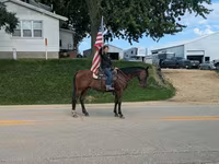 Hing, Quarter Horse — 6. fotó