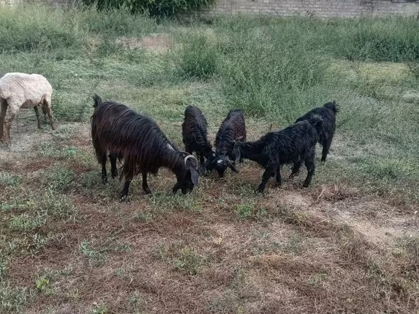 Cabras (lote, sexo no especificado), Cabras