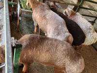 Ram, Sheep — photo 2