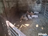 Süldőanya, Sertések — 7. fotó