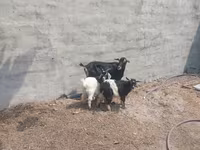 Cabra, Cabras — foto 2