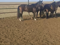 Hing, New Altai Horse — 1. fotó