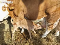 Bulle, Limousin-Kuh — Foto 1
