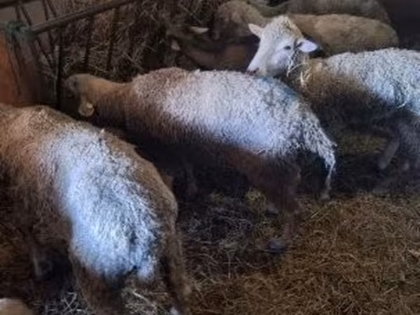 Brebis, Moutons — Hongrie
