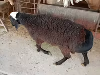 Baran, Blackheaded Persian sheep — zdjęcie 4