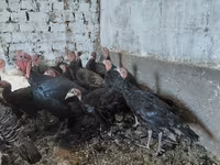 Turkeys — الصورة 3