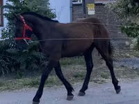 Kanca, Lovak — 4. fotó