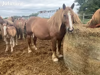 Caballo, Caballos — foto 3