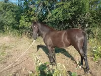 母马, Nonius horse — 照片 4