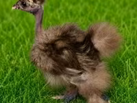 Poule soie — photo 4