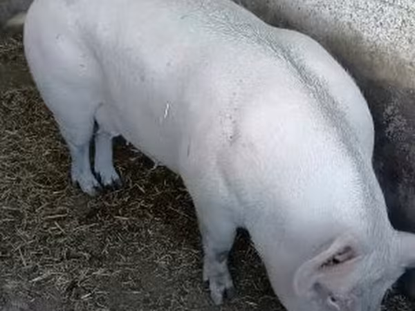 Sow,  — Hungary