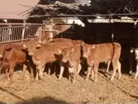 Bika, Limousin tehén — 4. fotó
