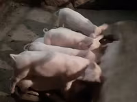 Boar, Pigs — photo 1