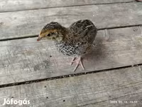 Quails — الصورة 8