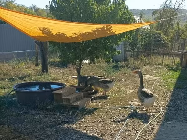 Graue und graugescheckte dänische Gans
