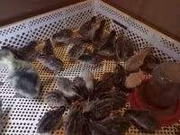 Chickens — 1-сурет