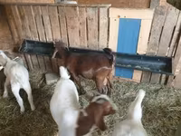 Kozioł, Boer goat — zdjęcie 3
