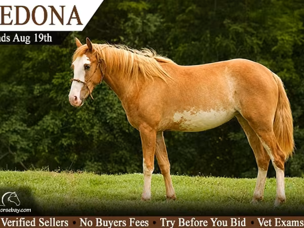 Klisna, American paint horse