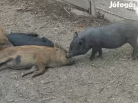 Süldőanya, Вьетнамская вислобрюхая — 2. fotó