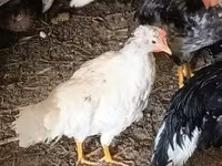 Chickens — photo 3