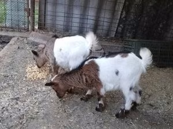 Chèvre, Chèvres