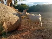 Cabra, Saanen goat — foto 2