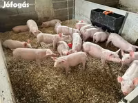 Pigs (batch, sex not specified), Pigs — photo 3