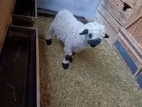 Kos, Valais Blacknose sheep — 3. fotó