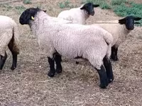 كبش, White Suffolk sheep — الصورة 1