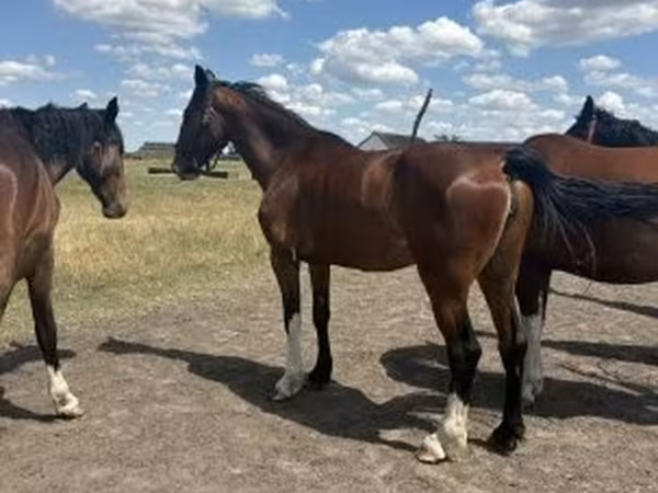 Stute, Dutch warmblood horse — Ungarn