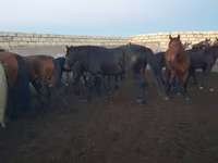 حصان, Kushum Horse — الصورة 7