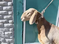 Қошқар, Arashan sheep — 2-сурет