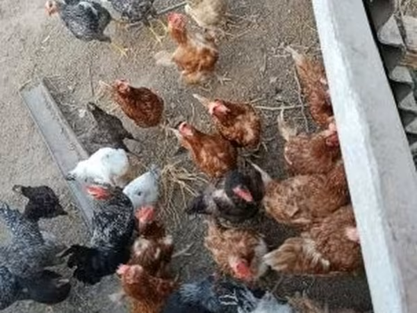 Датская несушка — Венгрия