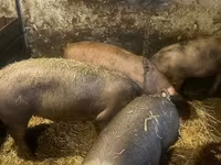 猪（批次，未指定性别）, Pigs — 照片 4