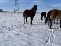 Koń, Kazakh horse — zdjęcie 3