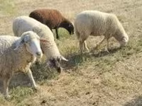 母羊, Sheep — 照片 1