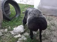 Sheep (batch, sex not specified), Sheep — photo 7
