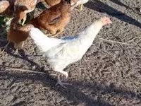 Chickens — الصورة 5