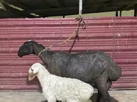 भेड़, भेड़ — फ़ोटो 3