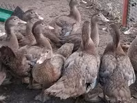 Ducks — 照片 8
