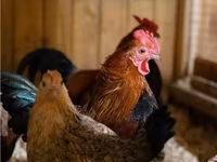 Bantam japonesa — foto 3